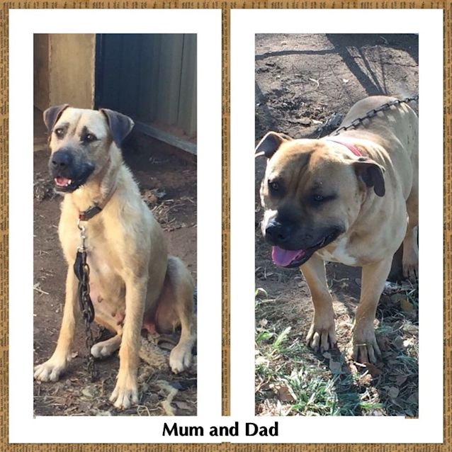 Photo of Louie Adoption Pending