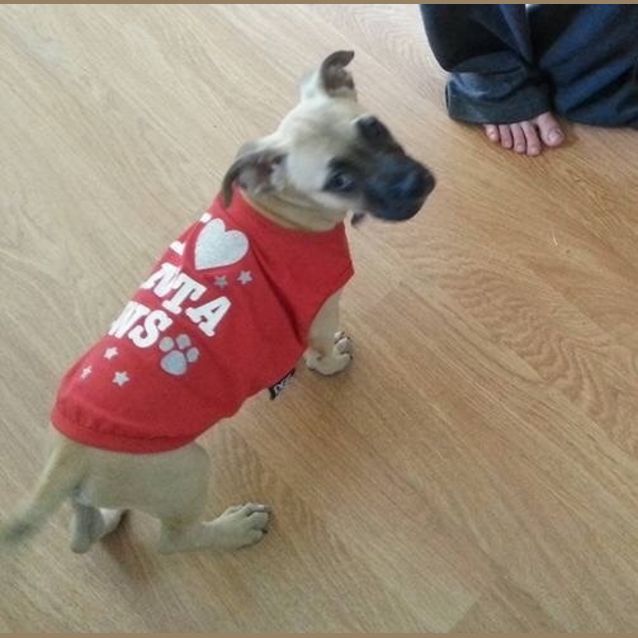 Photo of Louie Adoption Pending