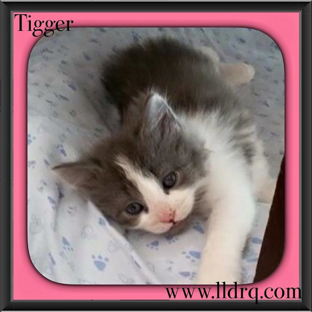 Photo of Tigger