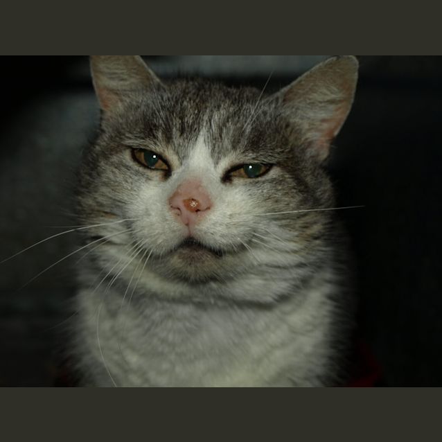 Photo of Smiley