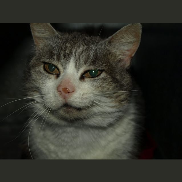 Photo of Smiley