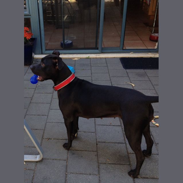 Photo of Shadow Dl1157