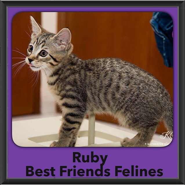 Photo of Ruby 