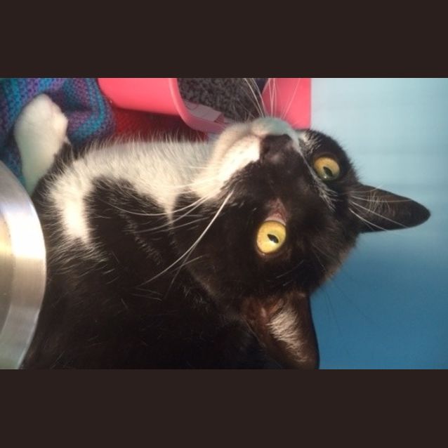 Photo of Oliver