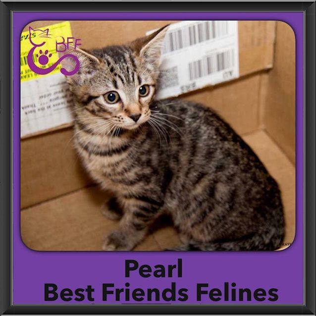 Photo of Pearl 