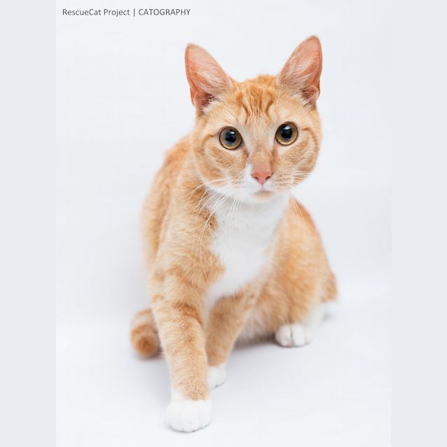 Photo of Crookshanks