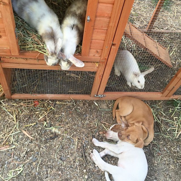 Photo of Puppies! Girls And Boys
