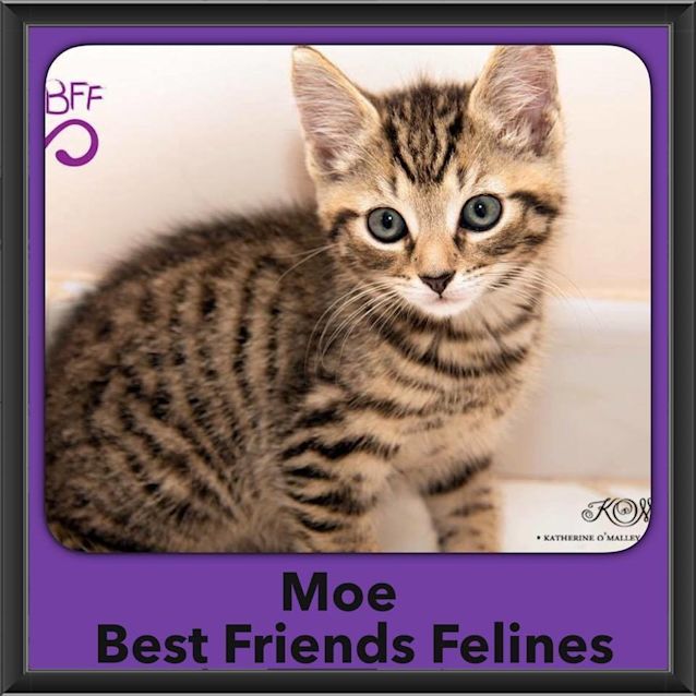 Photo of Moe
