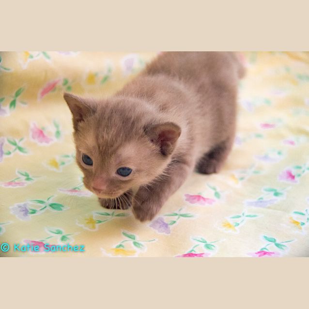 Photo of Peaches