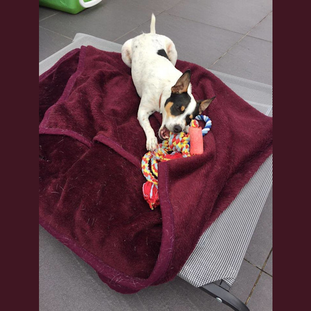 Photo of Spot ~ Fox Terrier (On Trial 19/12/15)