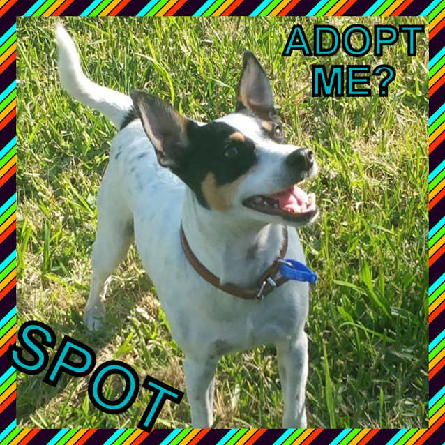 Photo of Spot ~ Fox Terrier (On Trial 19/12/15)