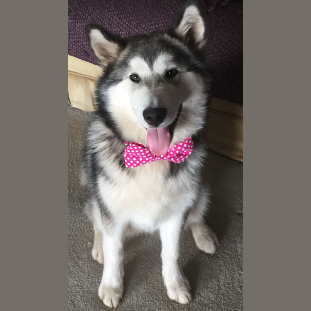 Photo of Rosie