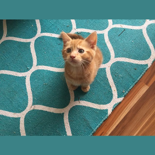 Photo of Smudge