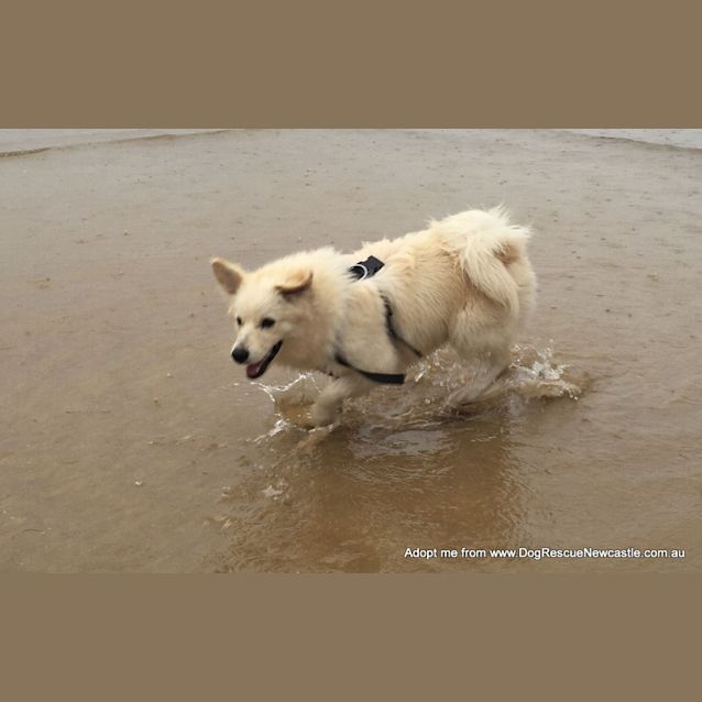 Photo of Max ~ Samoyed X Puppy (On Trial 30/12/15)