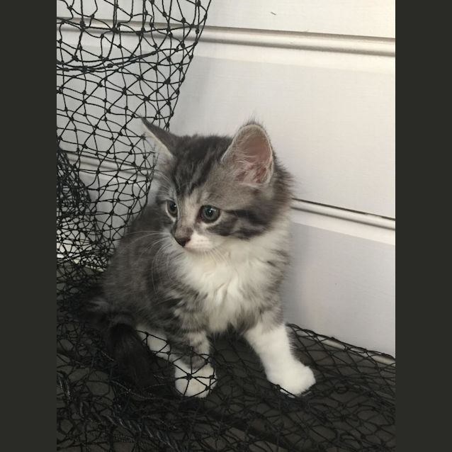 Photo of Henry