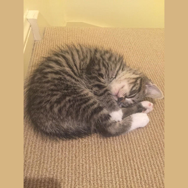 Photo of Stella