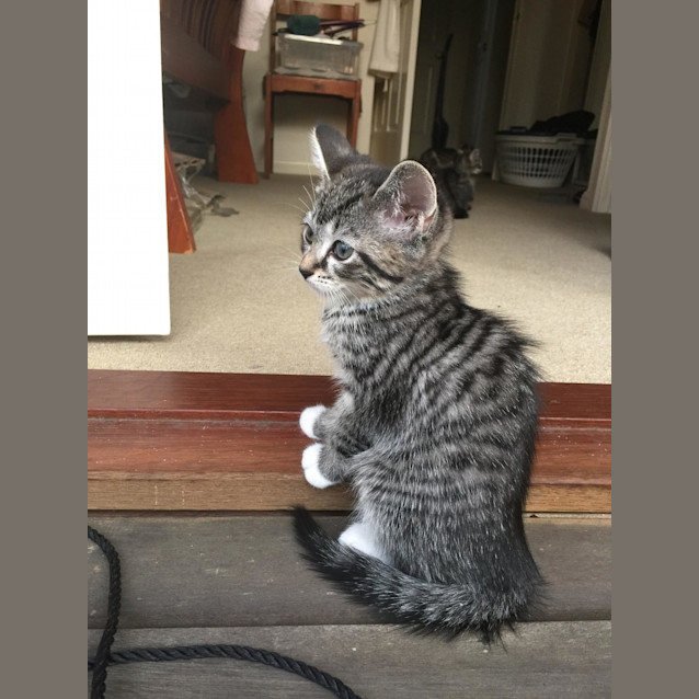 Photo of Stella