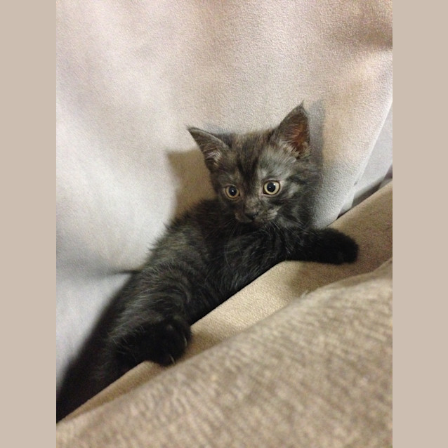 Photo of Dusty