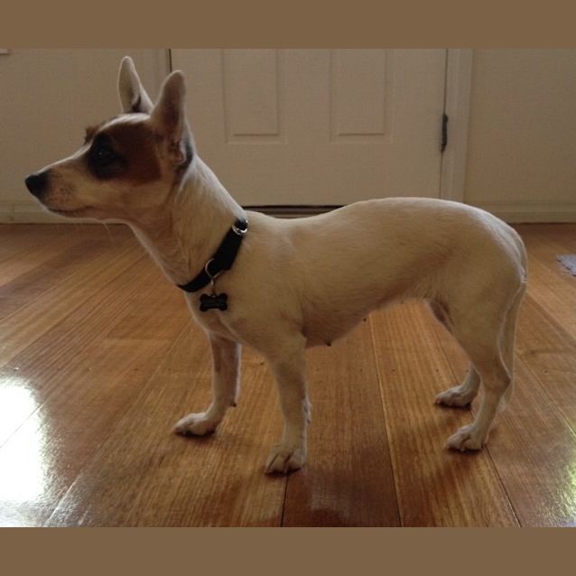 Photo of Shadow *On Trial In Her New Home*