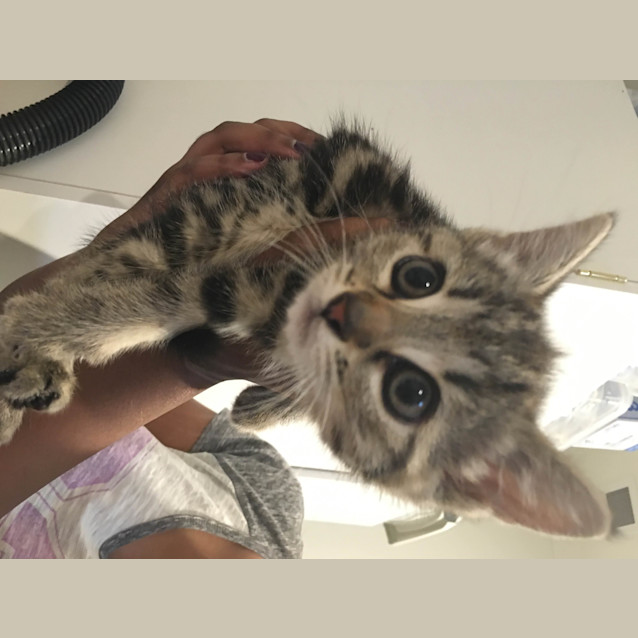 Photo of Banjo
