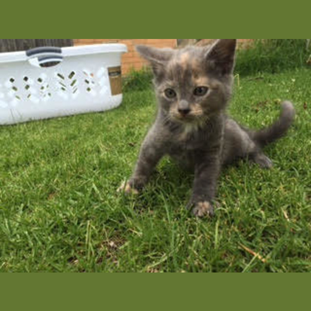 Photo of Katori