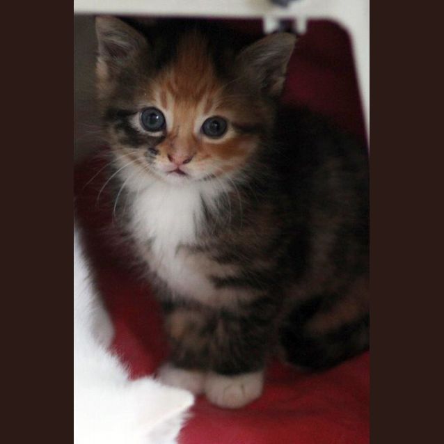 Photo of Evie   Ready For Adoption 10th Jan