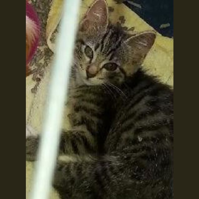 Photo of Mischief