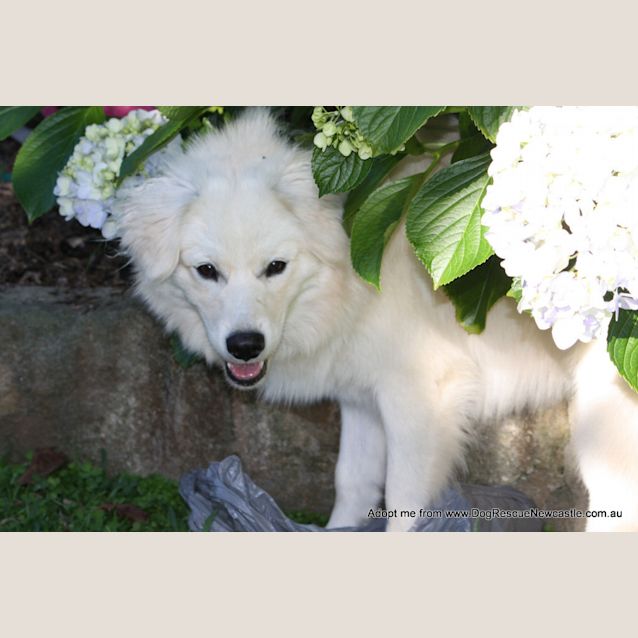 Photo of Max ~ Samoyed X Puppy (On Trial 30/12/15)
