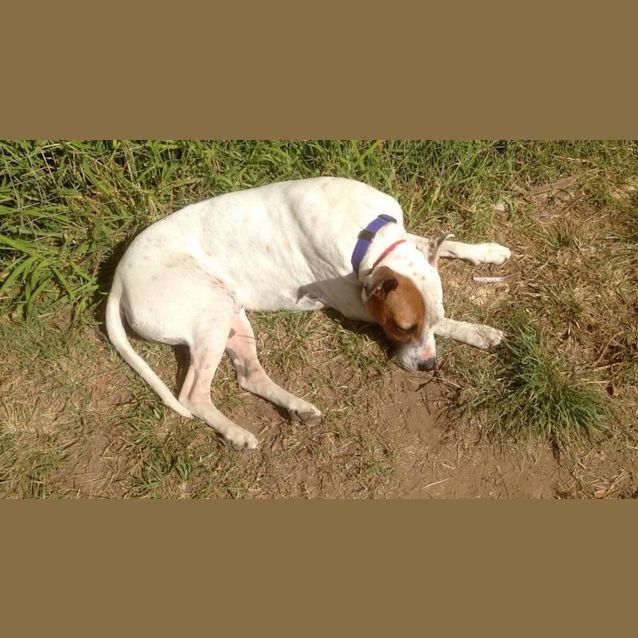 Photo of Buddy