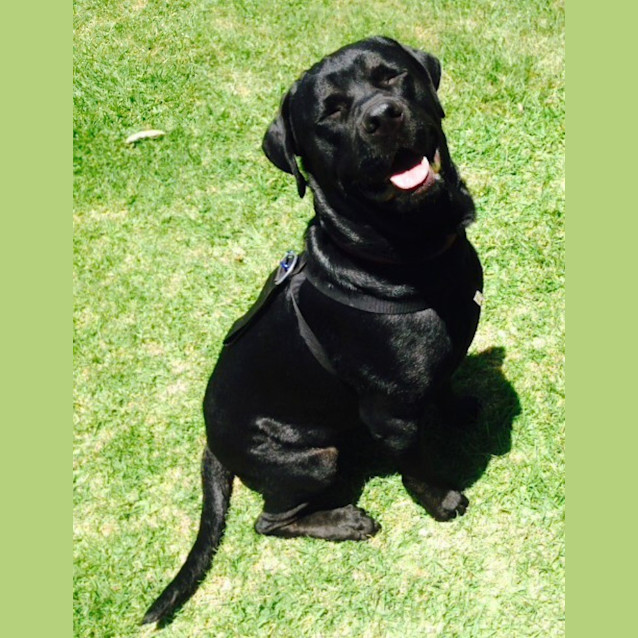 Photo of Benny ~ Rotti X Lab (Trial 19/12/15)