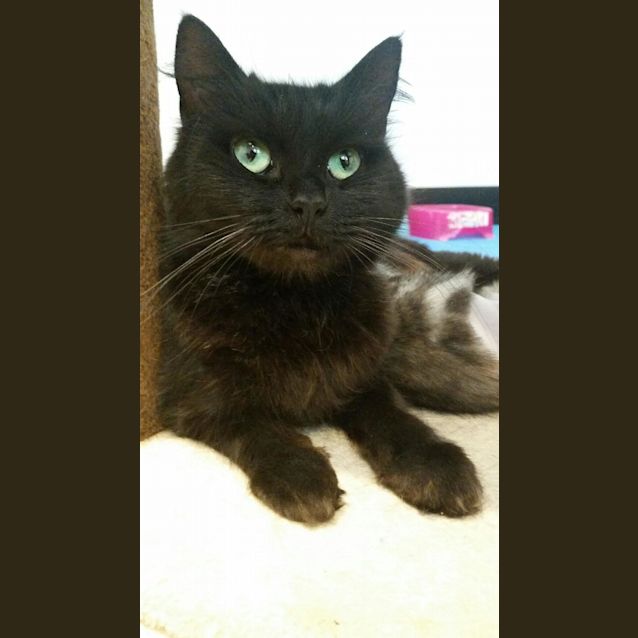 Photo of Bink