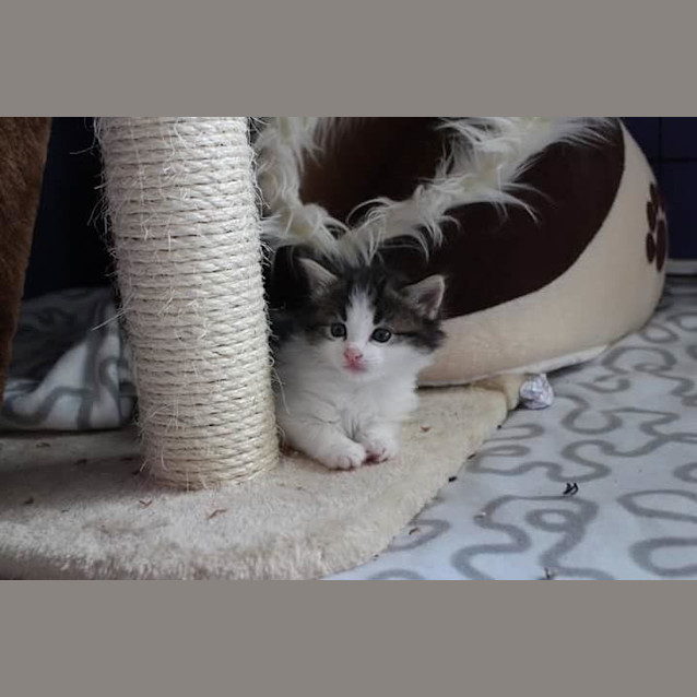 Photo of Maverick