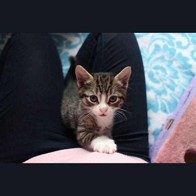 Photo of Pippa