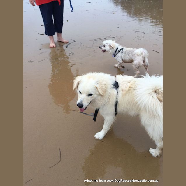 Photo of Max ~ Samoyed X Puppy (On Trial 30/12/15)