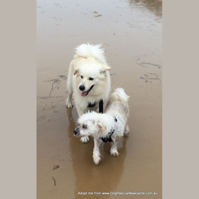Photo of Max ~ Samoyed X Puppy (On Trial 30/12/15)