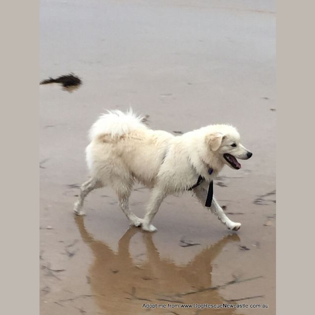 Photo of Max ~ Samoyed X Puppy (On Trial 30/12/15)