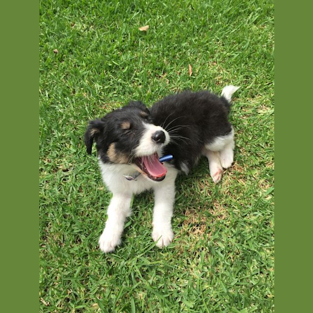 Photo of Oreo