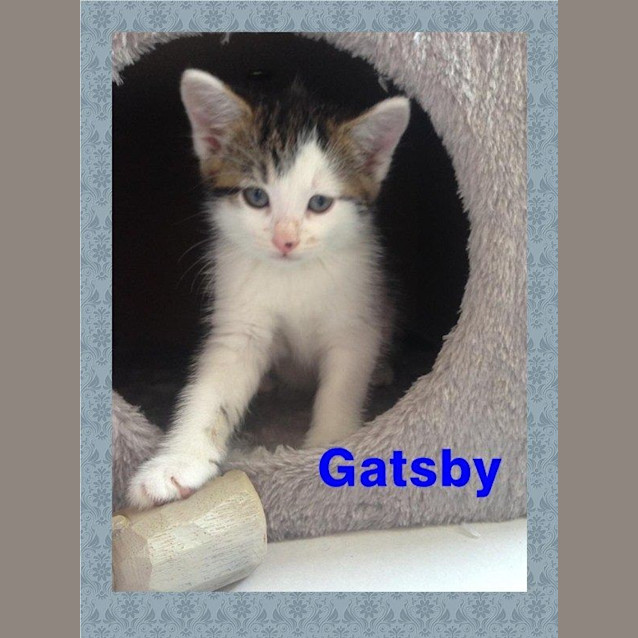 Photo of Gatsby