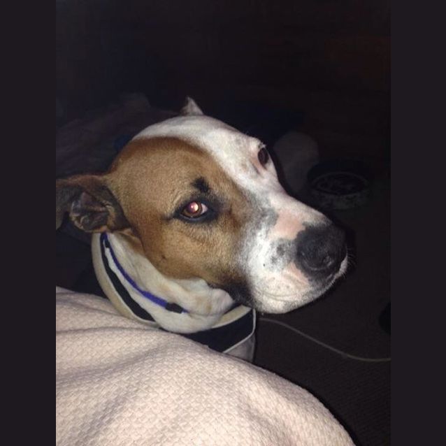 Photo of Buddy