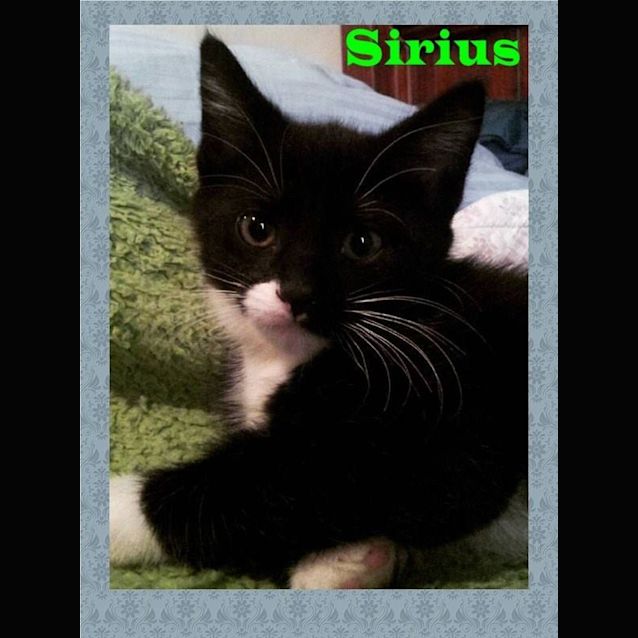 Photo of Sirius