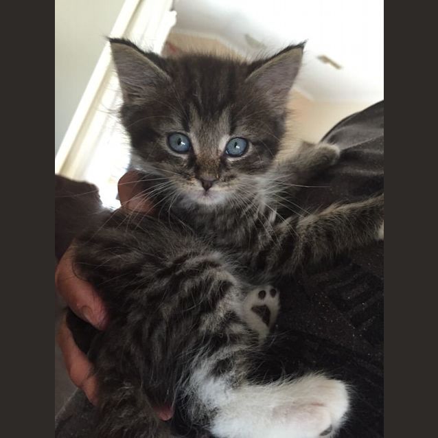 Photo of Baby George