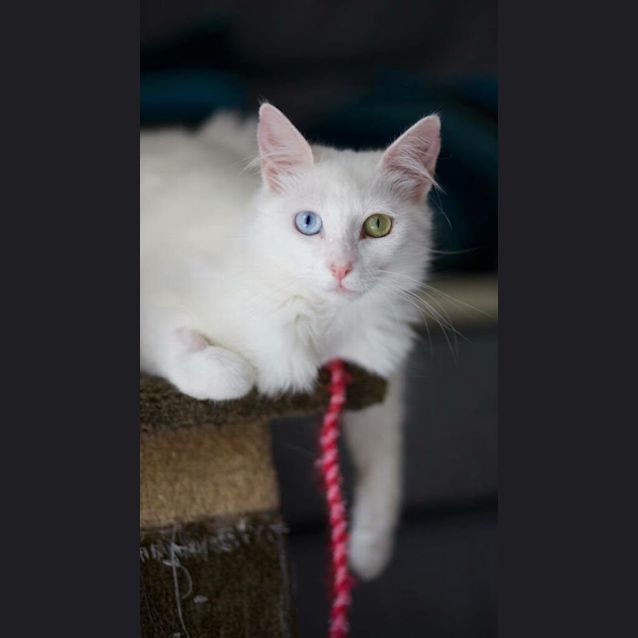 Photo of Gem