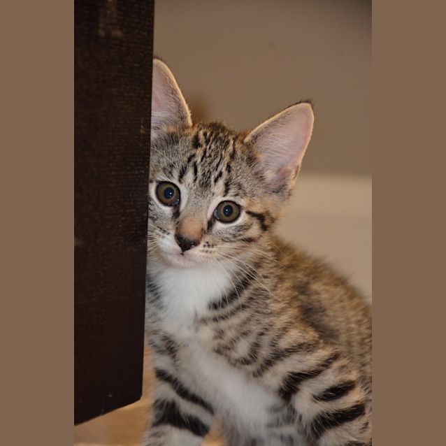 Photo of Sarge (Bec43253) *Adopted*