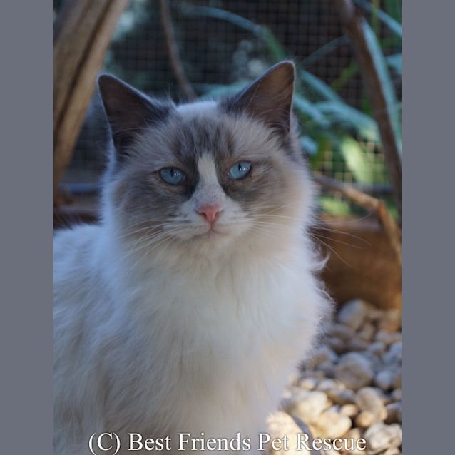 Photo of Curious George
