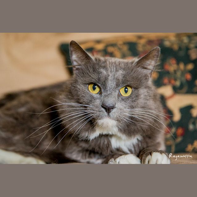 Photo of Romy (Pascoe Vale) **$50 Adoption** 