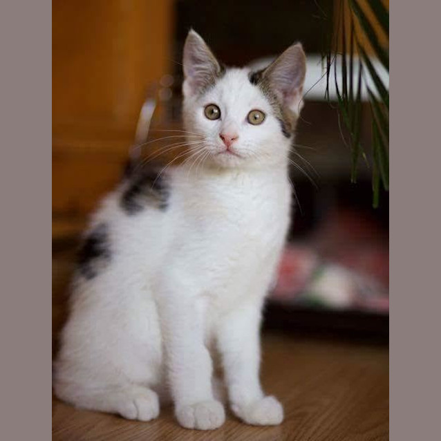 Photo of Ranger