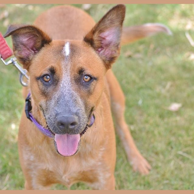 Photo of Cadbury