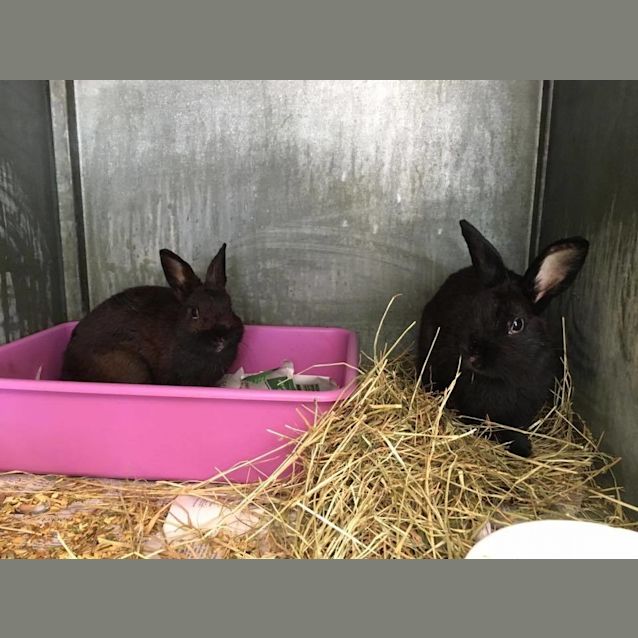 Photo of Mario And Luigi