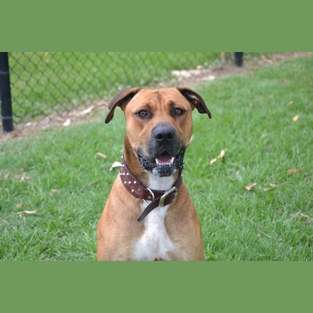Photo of Boof