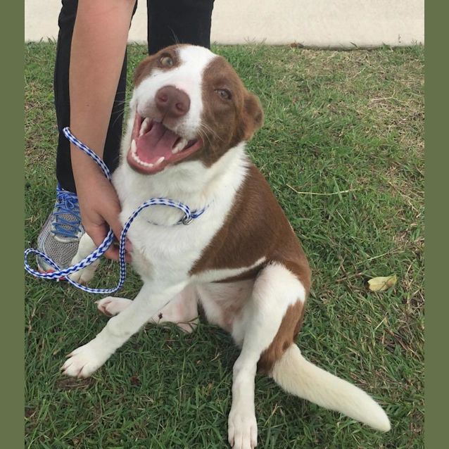 Photo of Tyra (Adoption Pending)